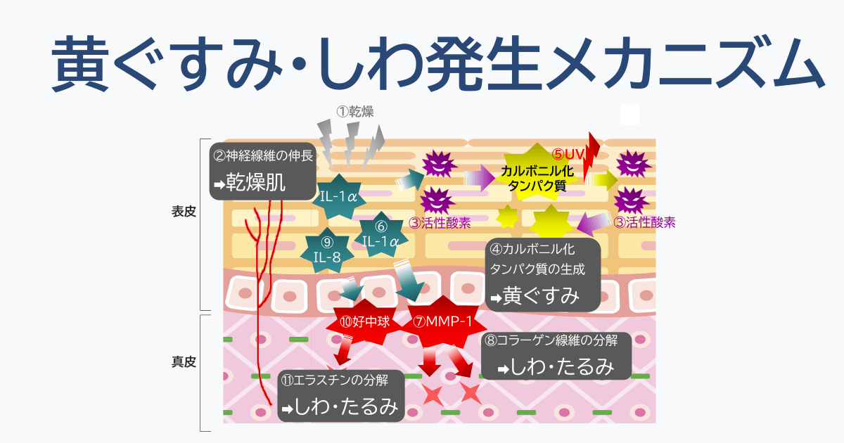 肌の黄ぐすみとシワ発生メカニズム