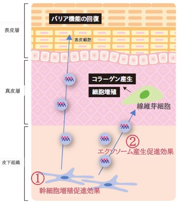 CELABIO®(セラビオ)の幹細胞増殖促進効果と、エクソソーム産生促進効果