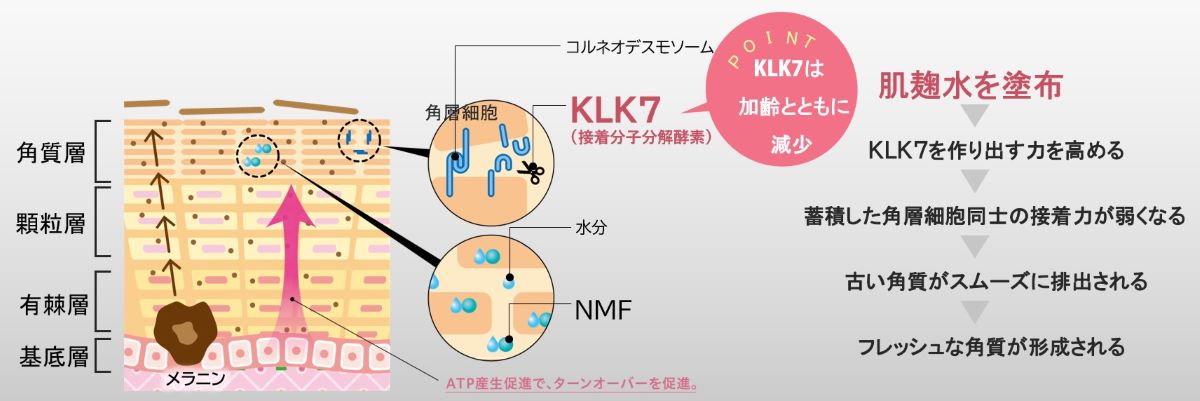 ・肌麴水を塗布を塗布
・KLK7酵素を作り出す力を高める
・蓄積した角層細胞同士の接着力が弱くなる
・古い角質がスムーズに排出される
・フレッシュな角質が形成される