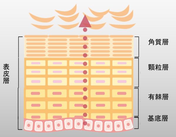 ターンオーバーの仕組み