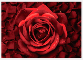 センチフォリアバラ花エキス