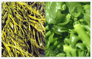 SOLWEED®-海藻抽出物