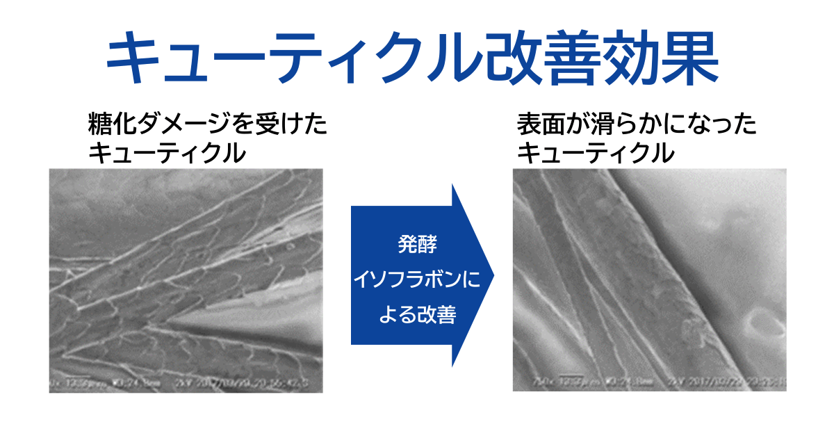 発酵イソフラボンによるキューティクル改善効果