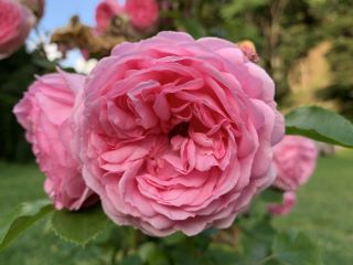 LACTIBIO ROSEの起源原料は、Rosa Centifoliaです。