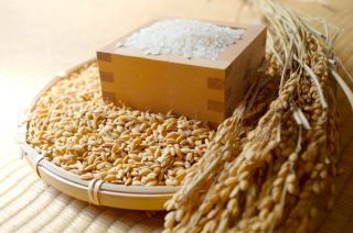 発芽玄米酵母発酵液(YUKIME）の由来原料は、玄米です。