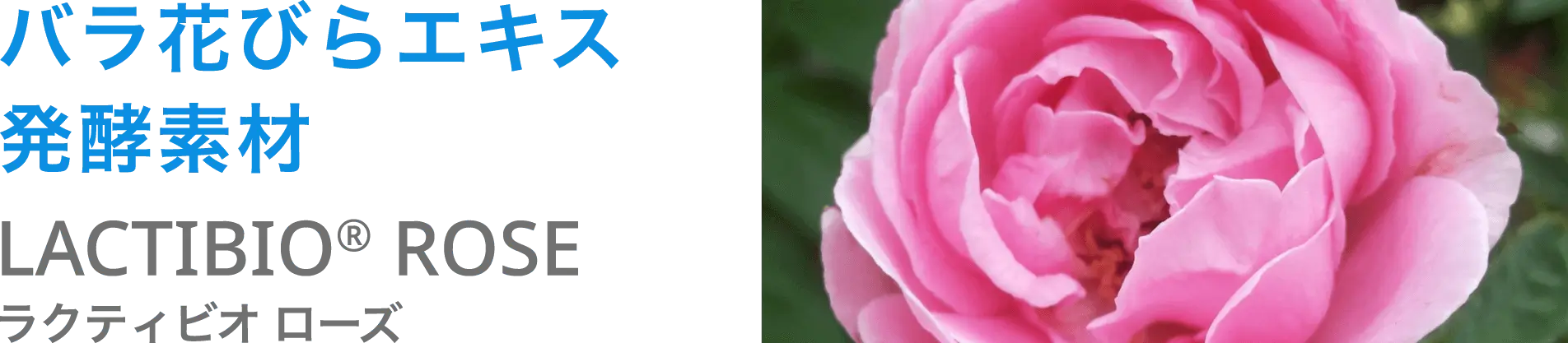 LACTIBIO ROSE
