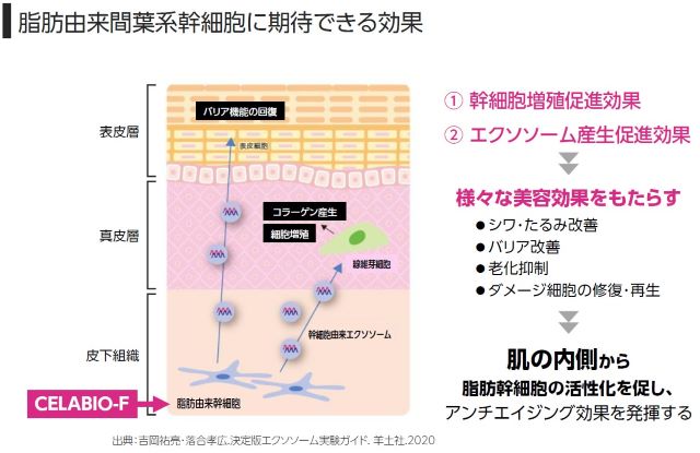 CELABIO-Fの脂肪由来間葉系幹細胞に期待できる効果