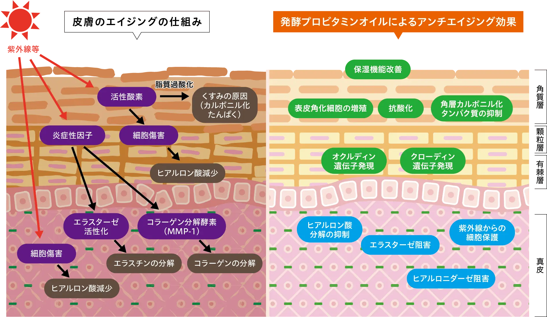 発酵プロビタミンオイルによるアンチエイジング効果