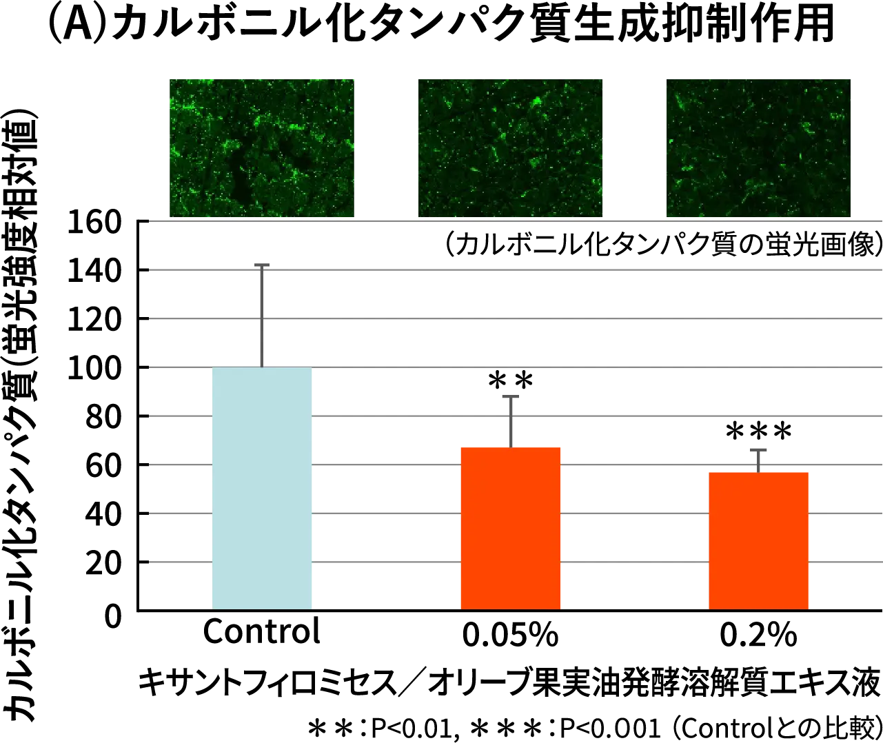 （A）カルボニル化タンパク質生成抑制作用